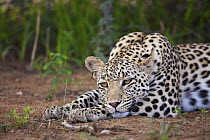 Leopard (Panthera pardus) resting, Kgalagadi Transfrontier Park, South Africa