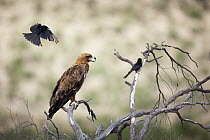 Tawny Eagle (Aquila rapax) mobbed by Fork-tailed Drongos (Dicrurus adsimilis), Kgalagadi Transfrontier Park, South Africa