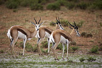 Springbok (Antidorcas marsupialis) males in rainstorm, Kgalagadi Transfrontier Park, South Africa