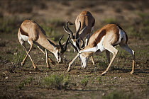 Springbok (Antidorcas marsupialis) males fighting, Kgalagadi Transfrontier Park, South Africa