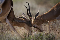 Springbok (Antidorcas marsupialis) males fighting, Kgalagadi Transfrontier Park, South Africa