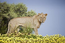African Lion (Panthera leo) male standing in Yellow Vine (Tribulus terrestris) flowers, Kgalagadi Transfrontier Park, South Africa