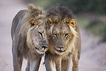 African Lion (Panthera leo) males, Kgalagadi Transfrontier Park, South Africa
