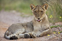 African Lion (Panthera leo) sub-adult, Kgalagadi Transfrontier Park, Botswana