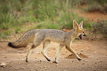 Cape Fox (Vulpes chama) running, Kgalagadi Transfrontier Park, Botswana