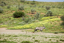 Gemsbok (Oryx gazella) and Yellow Vine (Tribulus terrestris) flowers, Kgalagadi Transfrontier Park, Botswana