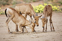 Red Hartebeest (Alcelaphus caama) calves drinking from small hole in otherwise dry waterhole, Kgalagadi Transfrontier Park, Botswana