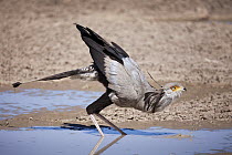 Secretary Bird (Sagittarius serpentarius) drinking, Kgalagadi Transfrontier Park, Botswana