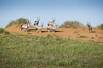 Gemsbok (Oryx gazella) herd on sand dune, Kgalagadi Transfrontier Park, Botswana