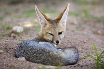 Cape Fox (Vulpes chama), Kgalagadi Transfrontier Park, Botswana