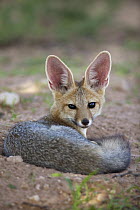 Cape Fox (Vulpes chama), Kgalagadi Transfrontier Park, Botswana