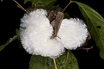 Silk Cotton Tree (Ceiba pentandra) seed, Yasuni National Park, Amazon, Ecuador