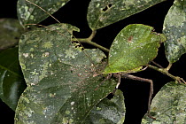 Leaf Katydid (Typophyllum lunatum) mimicking decaying leaves, Yasuni National Park, Amazon, Ecuador