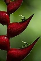 Heliconia (Heliconia sp) flowers and bracts, Yasuni National Park, Amazon, Ecuador