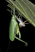 Katydid (Schedocentrus sp) molting showing emerged insect next to its discarded cuticle, Yasuni National Park, Amazon, Ecuador
