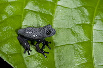 Map Treefrog (Hyla geographica) froglet on leaf, Yasuni National Park, Amazon, Ecuador