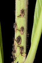Aetalionid Treehopper (Tropidaspis sp) with ants harvesting their honeydew, Tiputini Biodiversity Station, adjacent to Yasuni National Park, Amazon, Ecuador