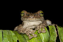 Tree Frog (Osteocephalus sp), Yasuni National Park, Amazon, Ecuador