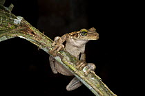 Tree Frog (Osteocephalus sp), Yasuni National Park, Amazon, Ecuador