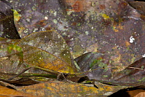 Katydid (Typophyllum sp) camouflaged in leaf litter, Yasuni National Park, Amazon, Ecuador