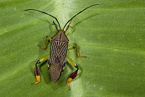 Squash Bug (Coreidae), Yasuni National Park, Amazon, Ecuador