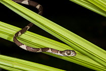 Blunt-headed Tree Snake (Imantodes cenchoa), Yasuni National Park, Amazon, Ecuador