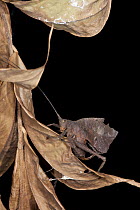 Leaf Katydid (Typophyllum bolivari) male camouflaged on dry leaves, Yasuni National Park, Amazon, Ecuador