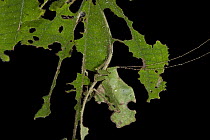 Leaf Katydid (Typophyllum bolivari) male camouflaged on leaf, mimicks insect-damaged foliage, Yasuni National Park, Amazon, Ecuador