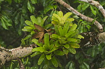 Bromeliad (Bromeliaceae) epiphytes in canopy, Yasuni National Park, Amazon, Ecuador