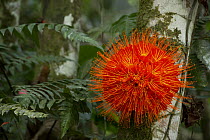 Panama Flame Tree (Brownea macrophylla) flower, Yasuni National Park, Amazon, Ecuador