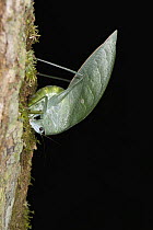 Katydid (Tettigoniidae) female depositing eggs under bark using ovipositor, Yasuni National Park, Amazon, Ecuador