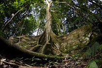 Fig (Ficus sp) tree in rainforest, Yasuni National Park, Amazon, Ecuador