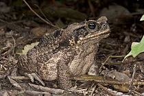 Cane Toad (Bufo marinus), Yasuni National Park, Amazon, Ecuador