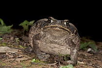Cane Toad (Bufo marinus), inflated in defensive posture, Yasuni National Park, Amazon, Ecuador