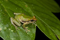 Canelos Robber Frog (Pristimantis acuminatus), Yasuni National Park, Amazon, Ecuador