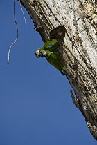 Chestnut-fronted Macaw (Ara severa) pair at nest cavity, Yasuni National Park, Amazon, Ecuador