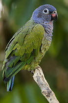 Blue-headed Parrot (Pionus menstruus), Amazon, Ecuador