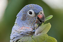 Blue-headed Parrot (Pionus menstruus) preening, Amazon, Ecuador