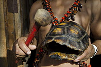 Tortoise carapace used by Shuar Indian as percussion instrument, Coca, Amazon, Ecuador