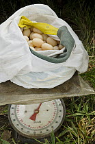 Yellow-spotted Amazon River Turtle (Podocnemis unifilis) eggs for sale - illegally harvested from Yasuni National Park, Pompeya Market, Amazon, Ecuador