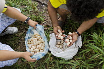 Yellow-spotted Amazon River Turtle (Podocnemis unifilis) eggs for sale -illegally harvested from Yasuni National Park, Pompeya Market, Amazon, Ecuador