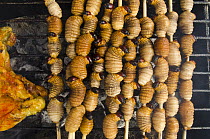 South American Palm Weevil (Rhynchophorus palmarum) larvae harvested for consumption from Yasuni National Park being grilled, Pompeya Market, Amazon, Ecuador