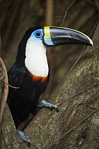 Channel-billed Toucan (Ramphastos vitellinus), Coca, Amazon, Ecuador