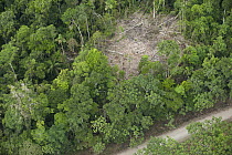 Maxus Road, originally an oil road, and clear cut, Yasuni National Park, Amazon, Ecuador