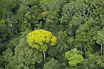 Emergent flowering tree and rainforest canopy, Yasuni National Park, Amazon, Ecuador