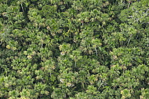 Aguache Palm (Mauritia flexuosa) trees in rainforest, Yasuni National Park, Amazon, Ecuador