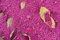 Pink petals carpet the forest floor, Coca, Amazon, Ecuador