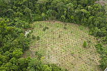 Crop planting along Maxus Road, originally an oil road, now showing colonization, Yasuni National Park, Amazon, Ecuador