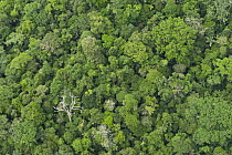 Rainforest canopy, Yasuni National Park, Amazon, Ecuador