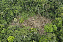 Recent clearing along Maxus Road, originally an oil road now showing colonization, Yasuni National Park, Amazon, Ecuador
